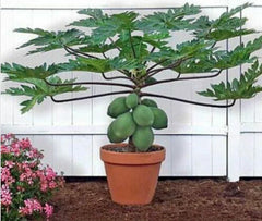 Waimanalo Papaya Seeds - 25 Pack - Bears Very Low to Ground - Carica papaya - USA Seller