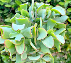 Succulent Crassula Arborescens Undulatifolia Ripple Jade 3" Live Plant Blue-Green Wavy Foliage