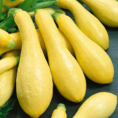 Prolific Straightneck Squash Seeds - Heirloom Variety - Choose Packet Size - Cucurbita pepo