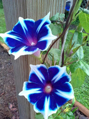 Japanese Morning Glory Seeds Mix - 10 Seeds - Ipomoea purpurea - Vibrant Colors for Gardens and Containers