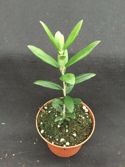 Arbequina Olive Tree 3" Pot - Olea europaea Rooted Plant for Home Growing