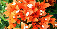 Fire Opal Bougainvillea Starter Plug Plant - Well Rooted Bare Root - Bougainvillea glabra