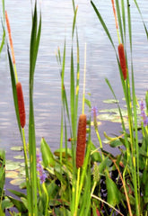 Cattail Seeds 200+ Count, Common Cat Tail, Fresh Seeds, Typha latifolia, USA, 07/2024
