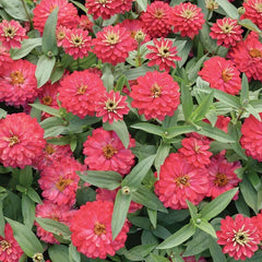Double Zahara Salmon Zinnia Seeds - 100+ Pack - Annual Flower Seeds for Garden - Zinnia elegans