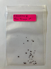 S. Buckleyi x Thor Freya Seeds - Rare Hybrid Carnivorous Plant Seeds - Exotic Botanical Collection