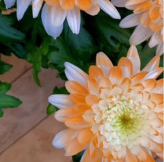 Citrus Spice Mum Seeds - 200 Chrysanthemum Flower Seeds, Colorful Annual Bloom, Perfect for Garden Planting