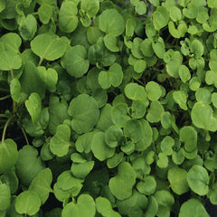 True Watercress Seeds - 1,000 Heirloom Non-GMO Seeds - Nasturtium officinale - Fresh Culinary Herb Gardening