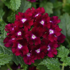 Magenta Verbena Seeds - 50 Perennial Flower Seeds for Spring Blooms - Verbena bonariensis - USA Grown