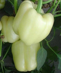 White Bell Pepper Seeds - 30+ Rare Sweet Culinary Seeds - Capsicum annuum - Free Shipping