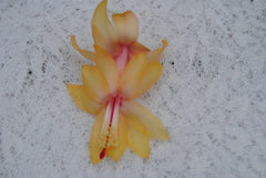 Christmas Cactus Starter Plant - Small Healthy Schlumbergera Truncata - Well Rooted Cebeline Variety