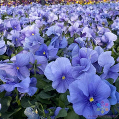 Matrix True Blue Pansy Seeds - 200+ Count - Viola Variety - Ideal for Garden Planting - USA Grown
