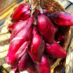 Red Tropea Onion Seeds - Italian Cipolla Rossa Di Torpea - Heirloom Seeds for 2025 Planting