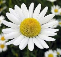 Roman Chamomile Seeds 100 Seeds Organic Herbal Tea Plant Anthemis nobilis