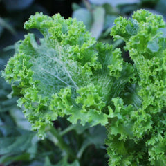 Green Wave Mustard Seeds, Spicy Mustard Greens, Non-GMO, Brassica juncea, Organic Gardening Supplies