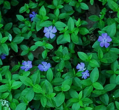Periwinkle Live Rooted Starter Plants 12-Pack Vinca Minor Solid Green Creeping Perennial Ground Cover