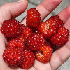 Red Raspberry Bare Root Starter Cane | Sweet, Hardy Variety | Rubus idaeus | Ideal for Small Gardens & Containers