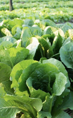 Bibb Butterhead Lettuce Seeds, Non-GMO, 2000 Seeds, Heirloom Variety, Lactuca sativa
