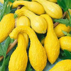 Yellow Crookneck Summer Squash Seeds - Non-GMO, Various Sizes Available, Cucurbita pepo
