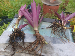 Dwarf Oyster Bare Root Plants - 20 Pack - Edible Mushroom Spawn (Pleurotus ostreatus)