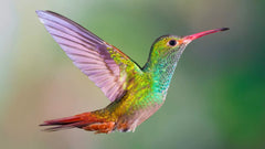 Hummingbird Wildflower Seed Mix - Perennial Garden Blend - Easy to Grow Flowers for Hummingbirds - Various Colors