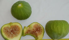 Green Ischia Fig Tree Cuttings - 3 Healthy Cuttings - Ficus carica - Ideal for Zones 7 to 10