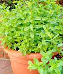 Spearmint Seeds - 300+ Organic Herb for Mint Tea - Perfect for Patio Container Vegetable Garden - Mentha spicata
