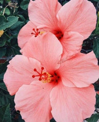 Salmon Pink Hibiscus Seeds - 20 Perennial Flower Seeds - Hibiscus rosa-sinensis