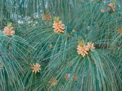 Himalayan White Pine Seeds, 20 Pack, Pinus wallichiana, Drought-Resistant Evergreen Tree Seeds for Gardening