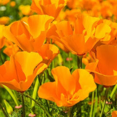 Giant Orange California Poppy Seeds | Cup of Gold Flower Seeds | Eschscholzia californica | 2025 Planting