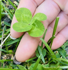 Rare 4 Leaf Clover Plant - Genuine Hand-Picked Lucky Gift - Fast Shipping - Trifolium repens