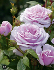 5 Baby Pink Fragrant Cuttings, 6 Inch Long, Ideal for Propagation, Perfect for Gardening, Indoor or Outdoor Use
