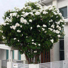 Plumeria Pudica Cuttings - 4-6 Inch Tropical Privacy Tree Shrub - Ideal for Fencing and Landscaping
