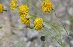 Greenthread 58 Seeds - Wildflower Yellow Flower, Navajo Tea - Thelesperma megapotamicum