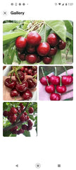 Black Cherry Seeds 15 Pack | Sweet Edible Fruit | Prunus serotina | USA Native Tree | Rum Cherry | Zones 3-9