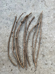 Goji Berry Cuttings 6” Fresh Sticks Ready to Plant - Lycium barbarum - Non-Rooted