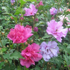Mixed Rose of Sharon Hibiscus Althea Live Plants - 3 Varieties, Various Colors, 2.5'' Pots (Hibiscus syriacus)
