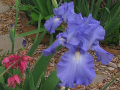 Tall Bearded Iris - Victoria Falls - Large Blue & White - Schreiners - Dykes Medal Winner - Iris germanica