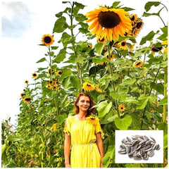 Skyscraper Sunflower Seeds 100+ Count | Giant 15-20 Feet Tall | Helianthus annuus