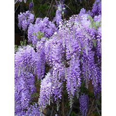 Wisteria Live Plants - 2 Rooted Plants - Purple Flowering Vines - Wisteria sinensis