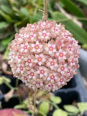 Hoya Plant 2.5" Pot Pink Variety Hoya parasitica 'Pink' Rooted Indoor Houseplant