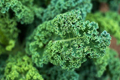 Dwarf Blue Curled Scotch Kale Seeds, NON-GMO, Blue Vates, Organic, Heirloom, Vegetable Gardening, Brassica oleracea