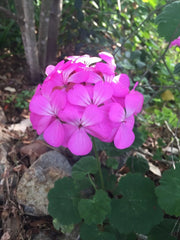 Purple Pink Pelargonium Zonal Geranium Live Plant Starter Cuttings 12x6" - Geranium zonale