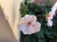 Ivy Geranium Cuttings 8 Pack Soft Pink Pelargonium peltatum for Rooting