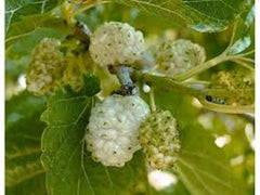 White Mulberry Tree 1-2ft Tall Bare Root Morus alba - Fast Growing, Hardy Zones 3-9, Ideal for Full Sun, Clay or Sandy Soil