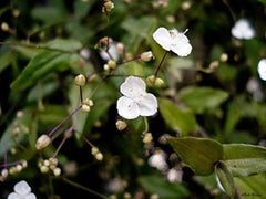 Gibasis Geniculata Blooming White Tahitian Bridal Veil Wandering Jewel Plant - Indoor Houseplant Decor