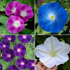 Morning Glory Seeds - TOP O' THE MORNING Mix - Tall Vine, Hummingbird Attracting, Non-GMO - 100 Seeds