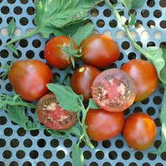 Black Truffle Tomato Seeds - Indeterminate, Non-GMO Variety - Solanum lycopersicum - Shipped With Tracking