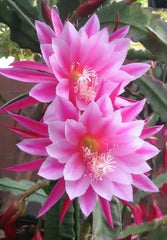 Epiphyllum Orchid Cactus Cutting - GRACE ANN Variety - Don's Cuttings SEPT/3 - Tropical Houseplant