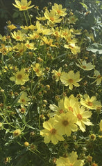 Live Big Bang™ Full Moon Yellow Blossom Plant, 3-Year Old, Long Blooming Perennial (Scientific Name: Not Available)