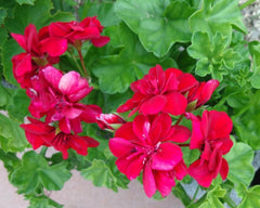 Live Plant Cuttings - 3 X 6" Rose Red Citronella Peltatum Ivy Geranium (Pelargonium peltatum) - Fresh and Vibrant